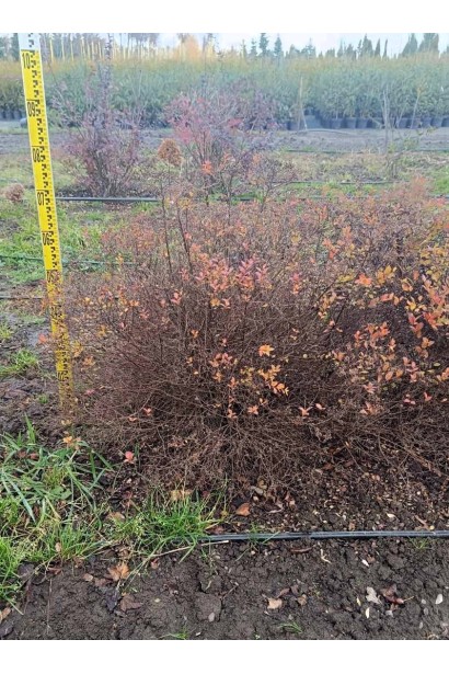 Спірея японська Літл Принцесс (рожева) - ТОПІАР Куля_ком40кг/вис.50-60см/Ø60-80см